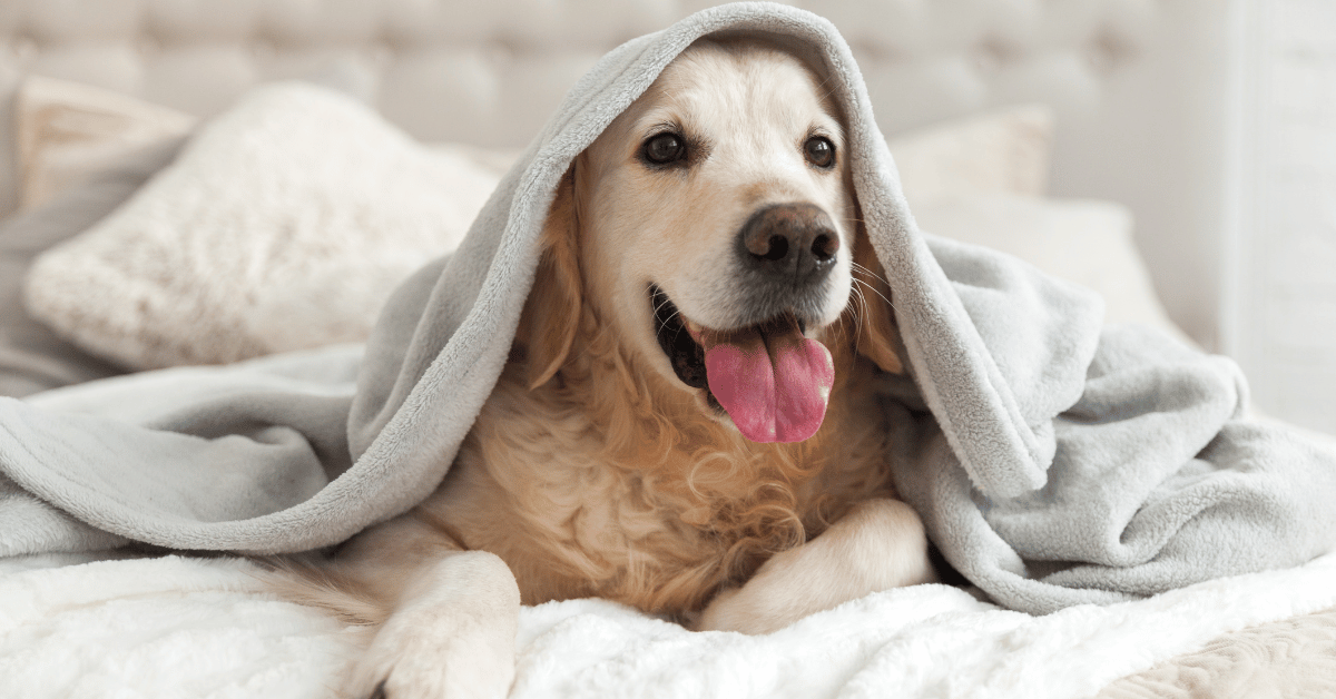 Skin, Coat, And Grooming