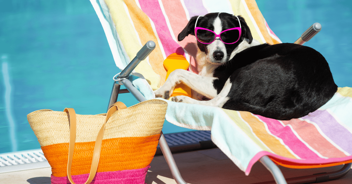 How to Travel Safely with Pets: Vet-Approved Tips for Stress-Free Trips