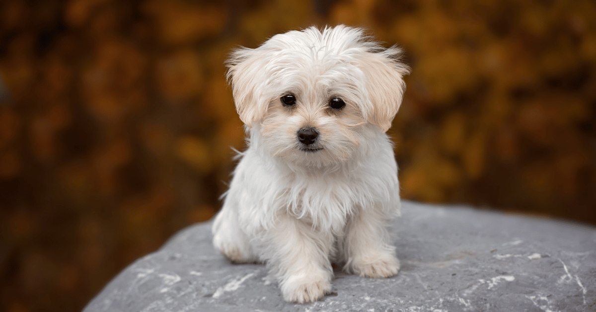 Choosing the Right Vet for Your New Pet