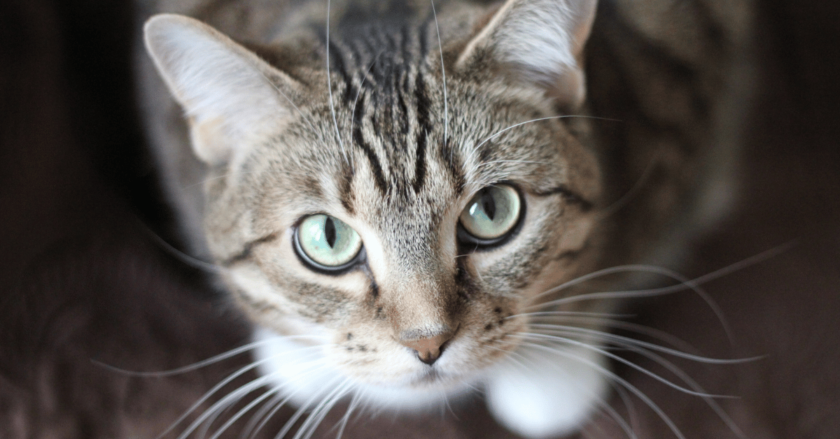 Most Common Cat Diseases and How to Prevent Them