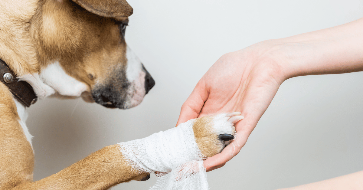 Dog Wound Care 101: Cleaning, Treatment & When to See a Vet