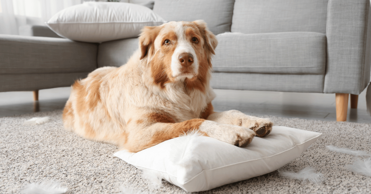 Signs of Separation Anxiety in Dogs and How to Help