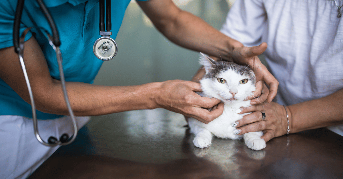 Why Is My Cat Vomiting? When to Worry