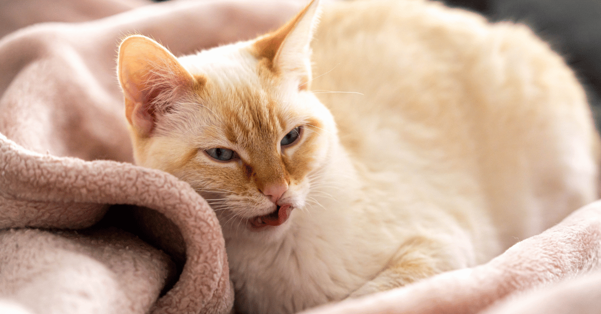 Why Is My Cat Sneezing? Causes and When to See a Vet