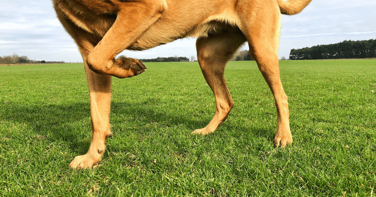 Why Is My Dog Limping? Common Causes and What to Do