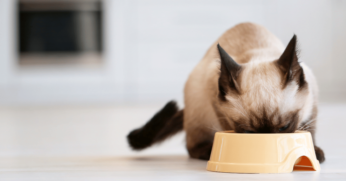 Why Is My Cat Not Eating? Causes and Solutions
