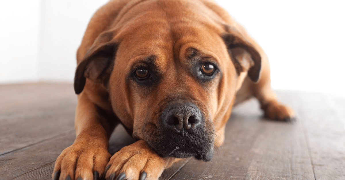Why Is My Dog Constipated? Causes, Home Care, and When to Call the Vet