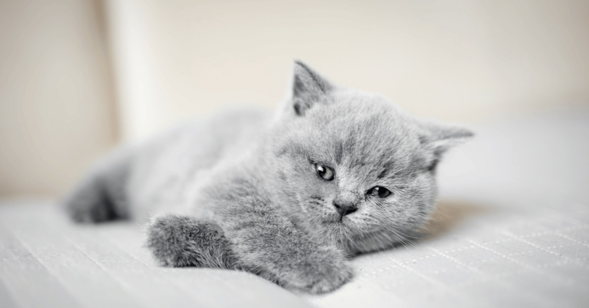 Cat Hairballs: When They're Normal and When They're a Warning Sign
