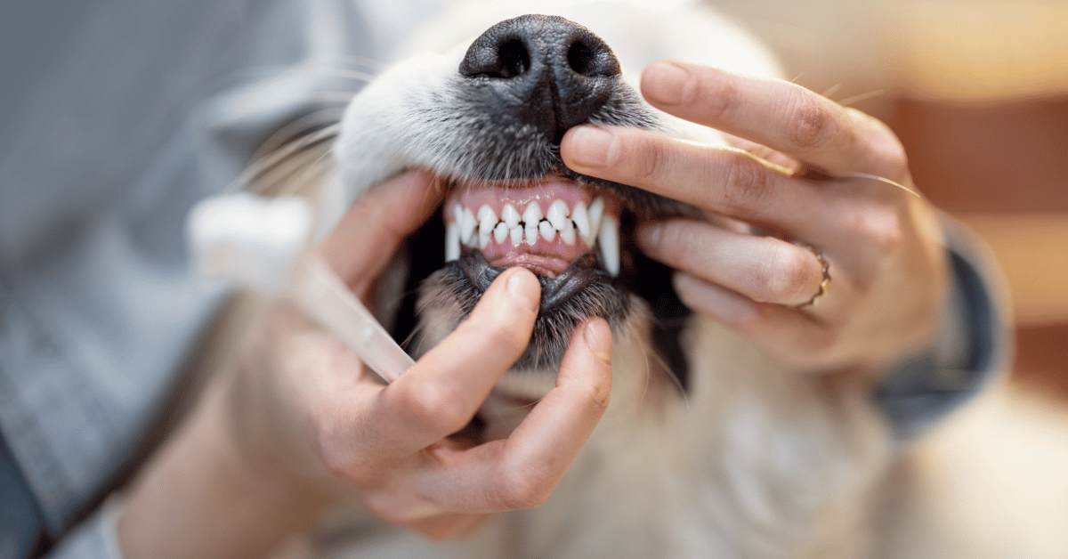 Dog Bad Breath and What It Means