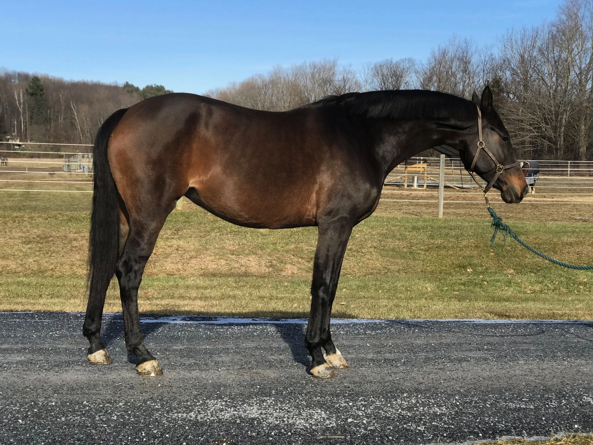 Congratulations to Becky! We can’t wait to see you and Beau in the dressage arena!