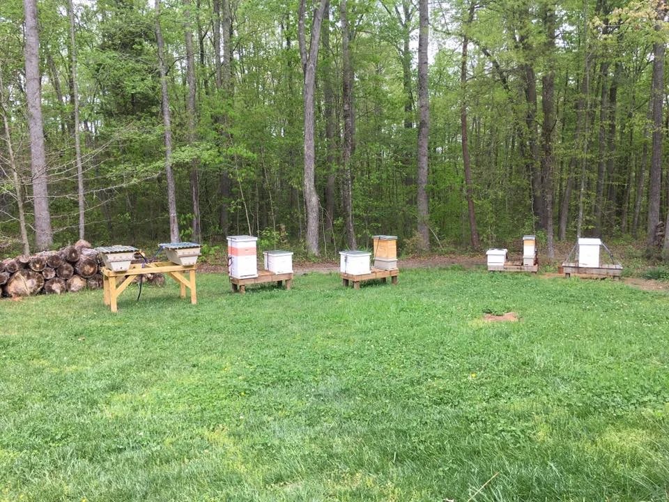 Bee Hives.jpg