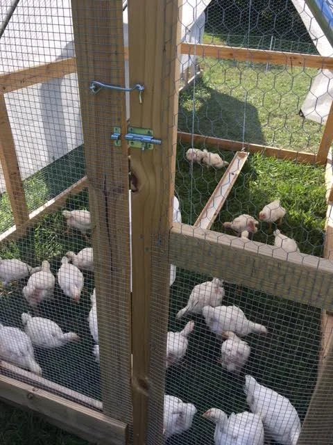 Birds in Tractors close up.jpg