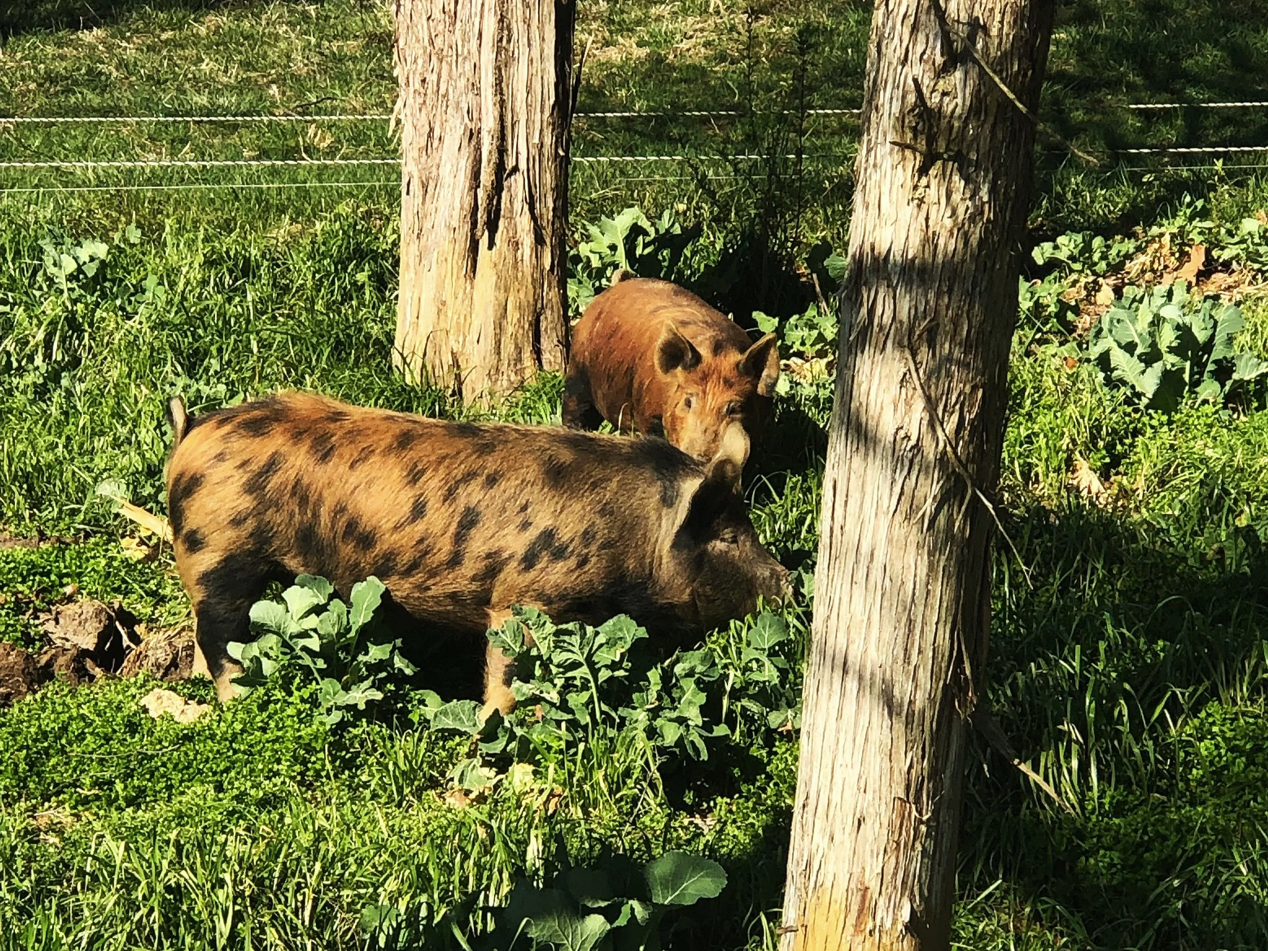 PiGGIES.jpg