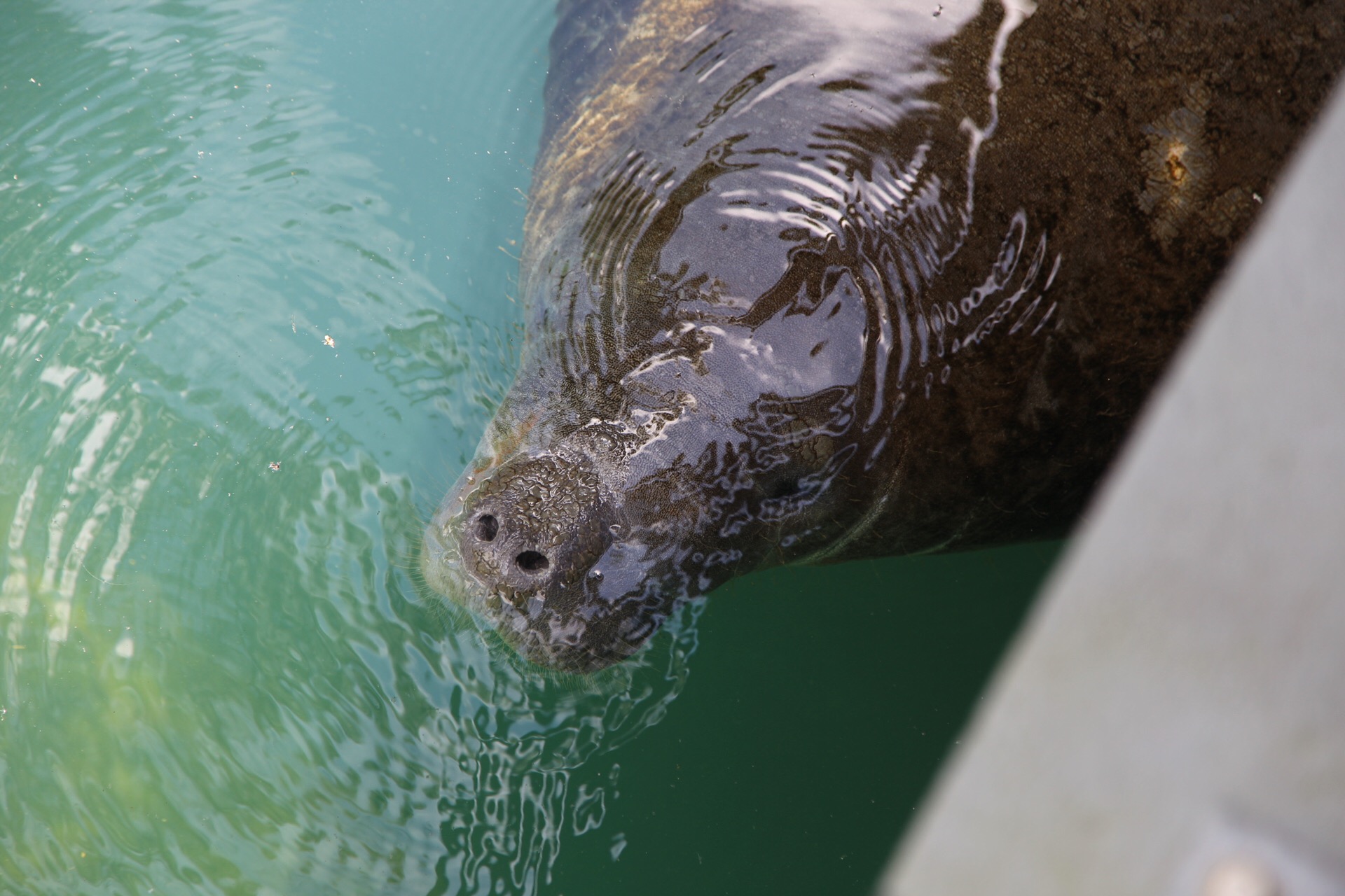 Check out 5 Reasons to Visit Homosassa Springs State Park at MoreDetours.com