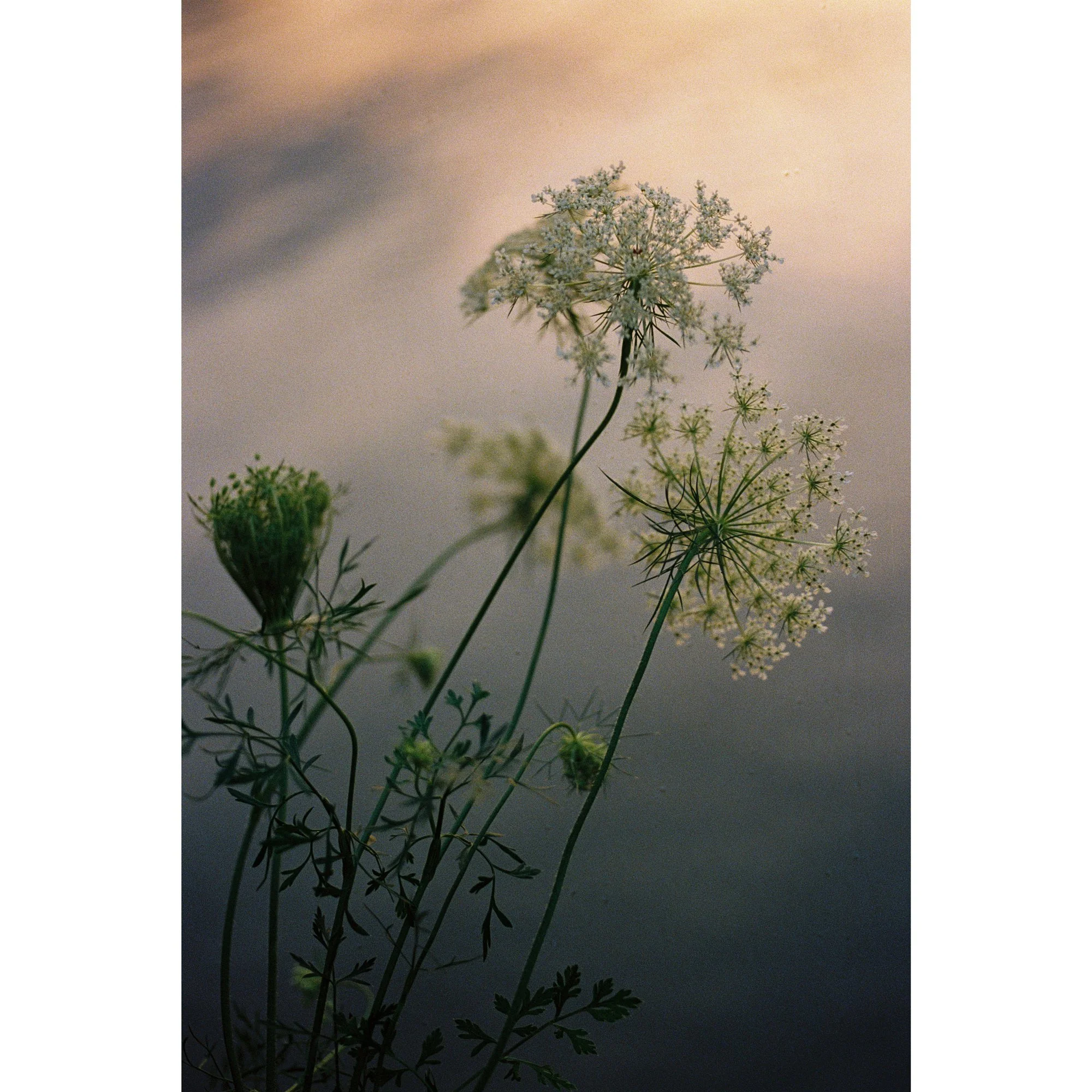 Nightflower1.jpg