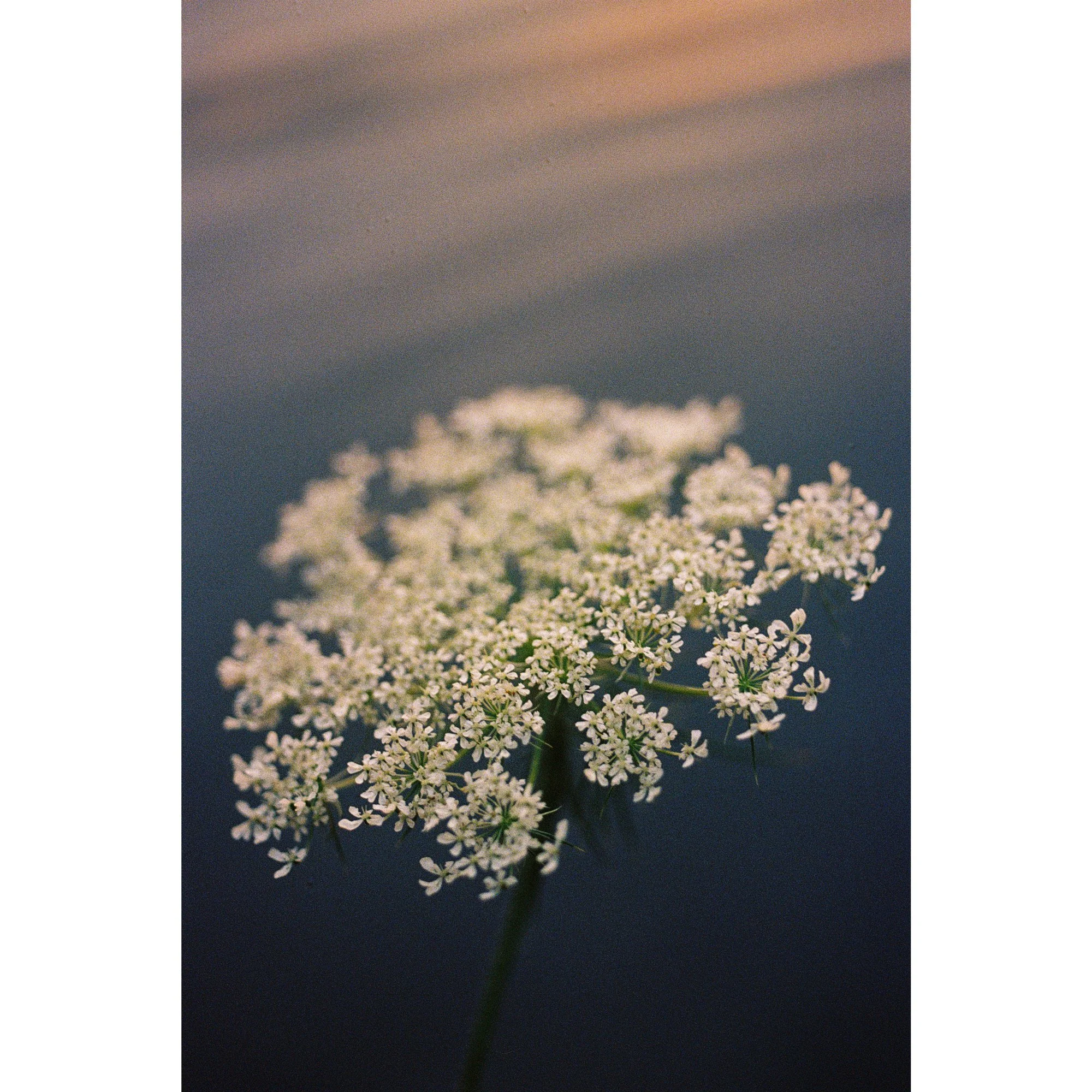 Nightflower2.jpg