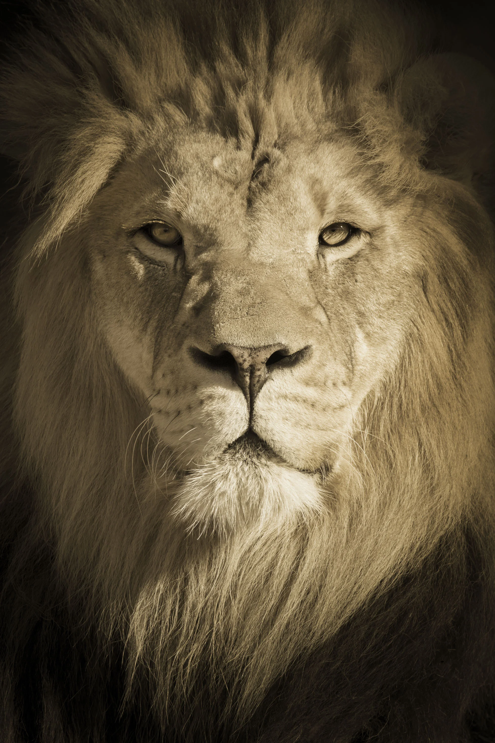 LionKing_Ver2MG_7539.jpg