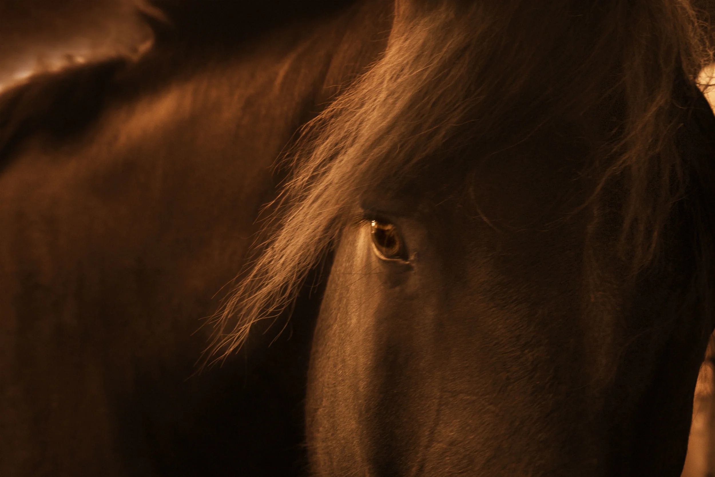 RReitmeyer_Celebrate The Horse.jpg