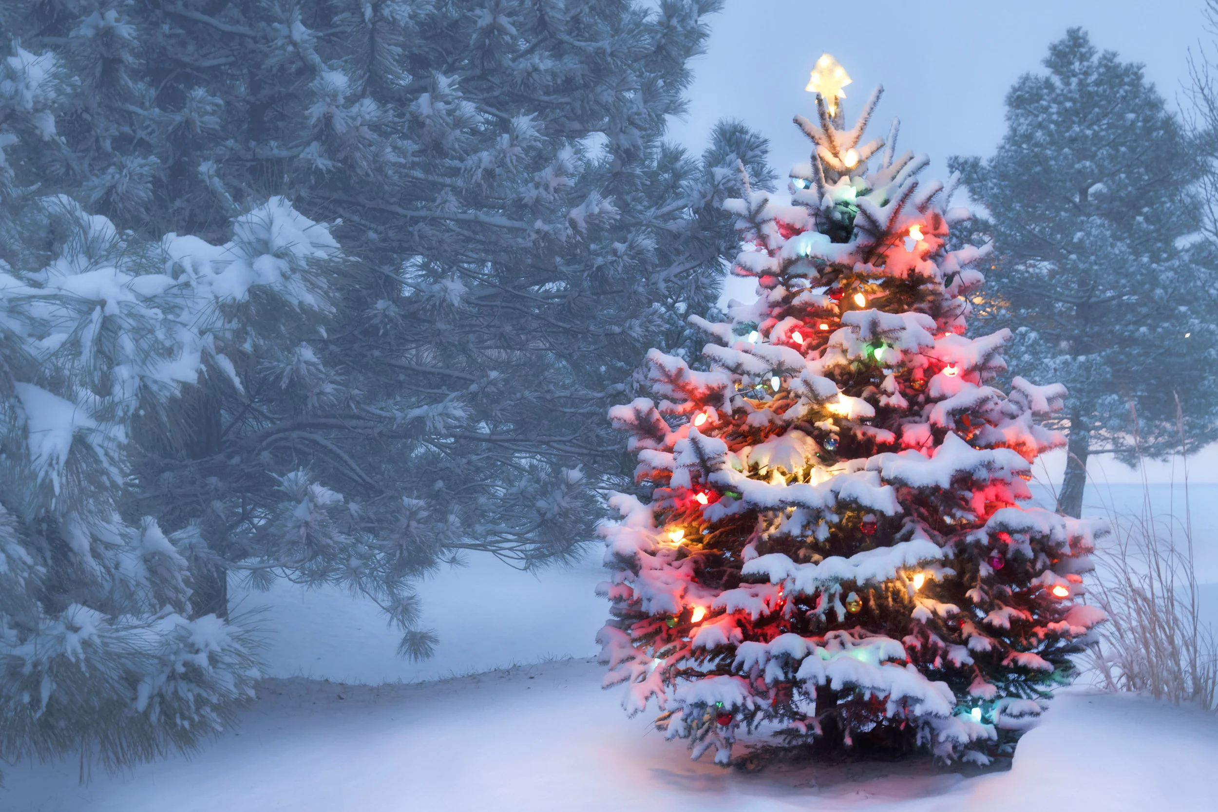 Snow Covered Christmas Tree 2013.jpg