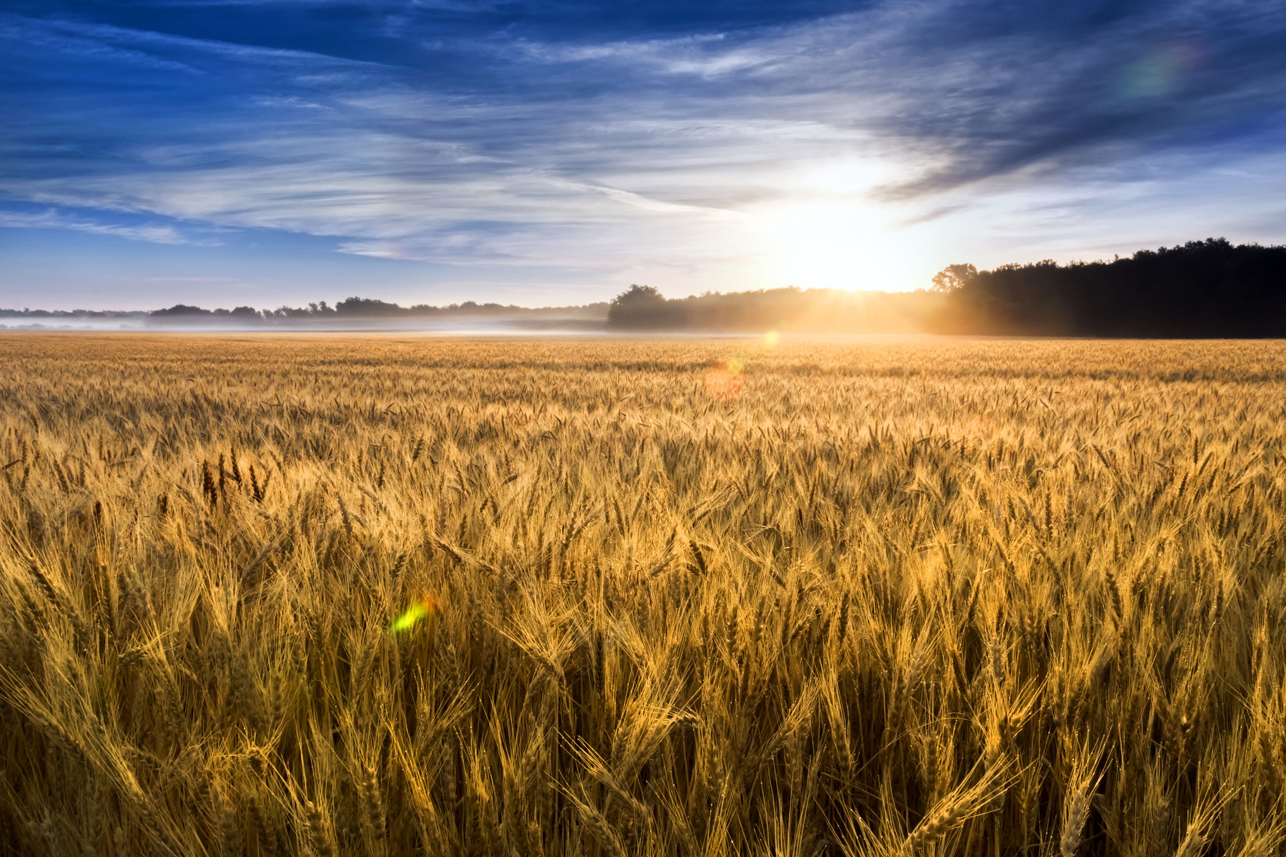 WheatfieldSunrise_MG_6968.jpg