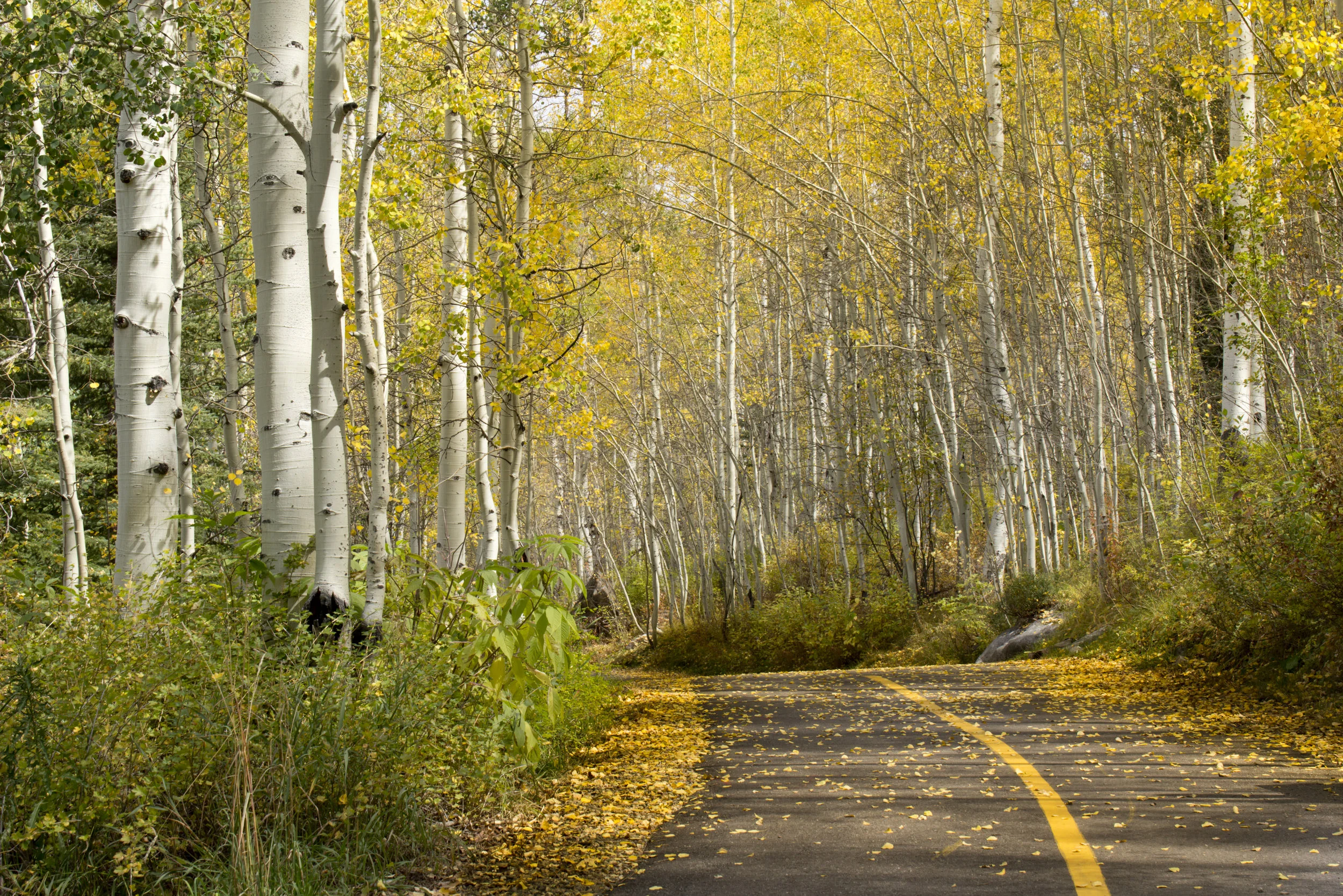 RReitmeyer_Golden Aspen Roadway_MG_0342.jpg