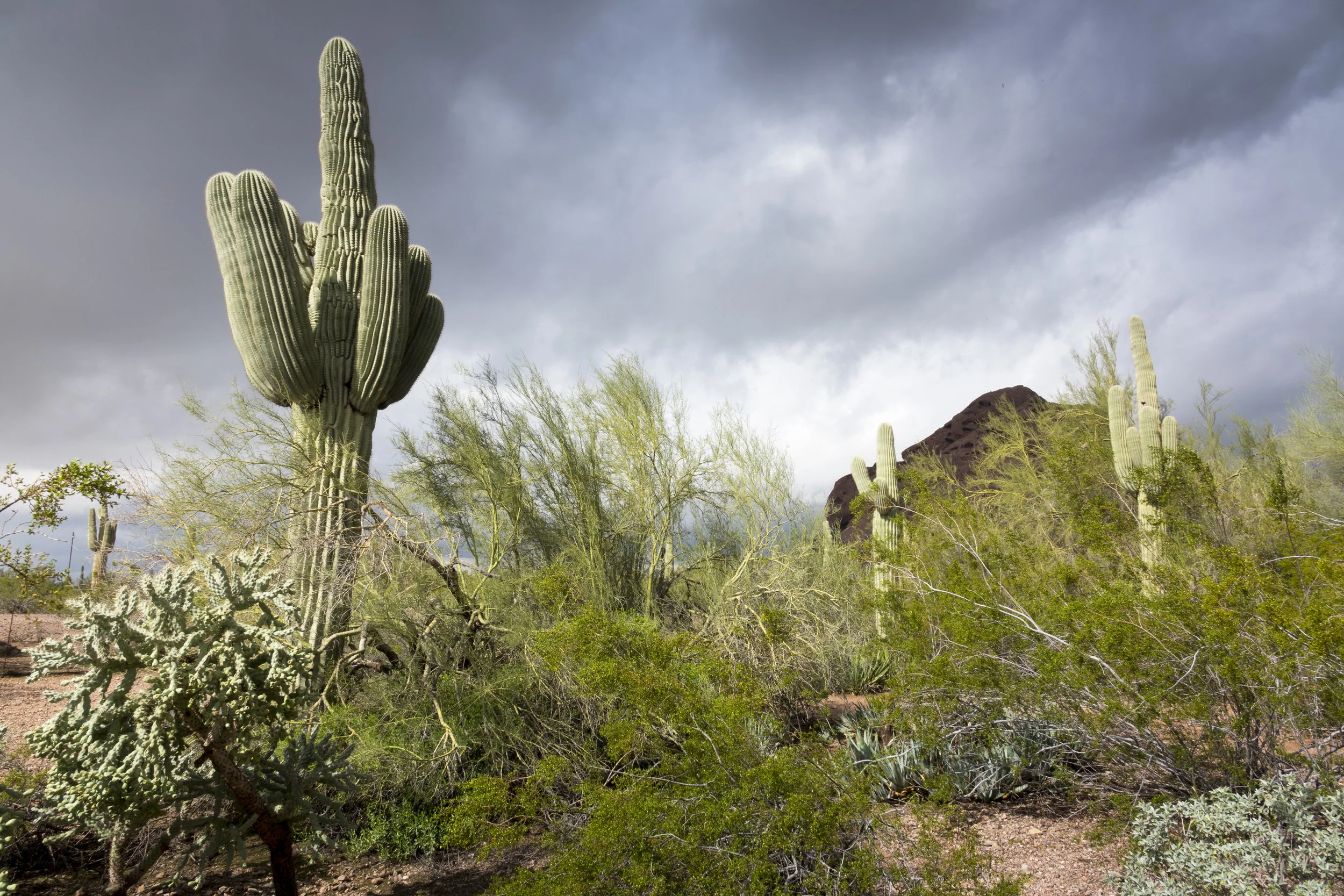 Scottsdale_RReitmeyer_DSC4536.jpg