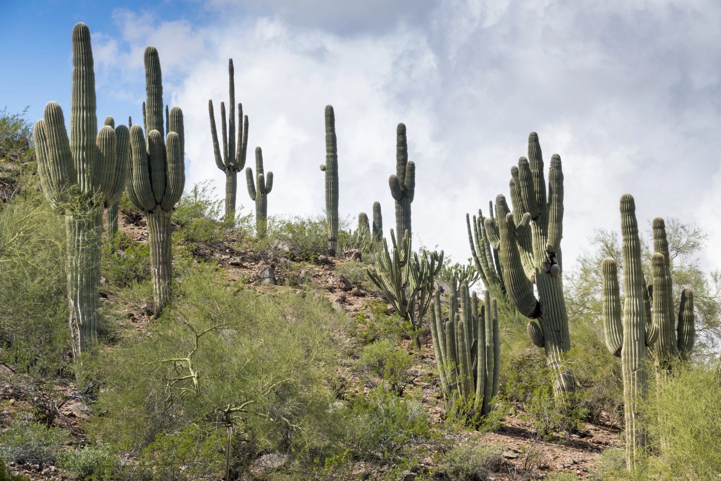 Scottsdale_RReitmeyer_DSC4607.jpg