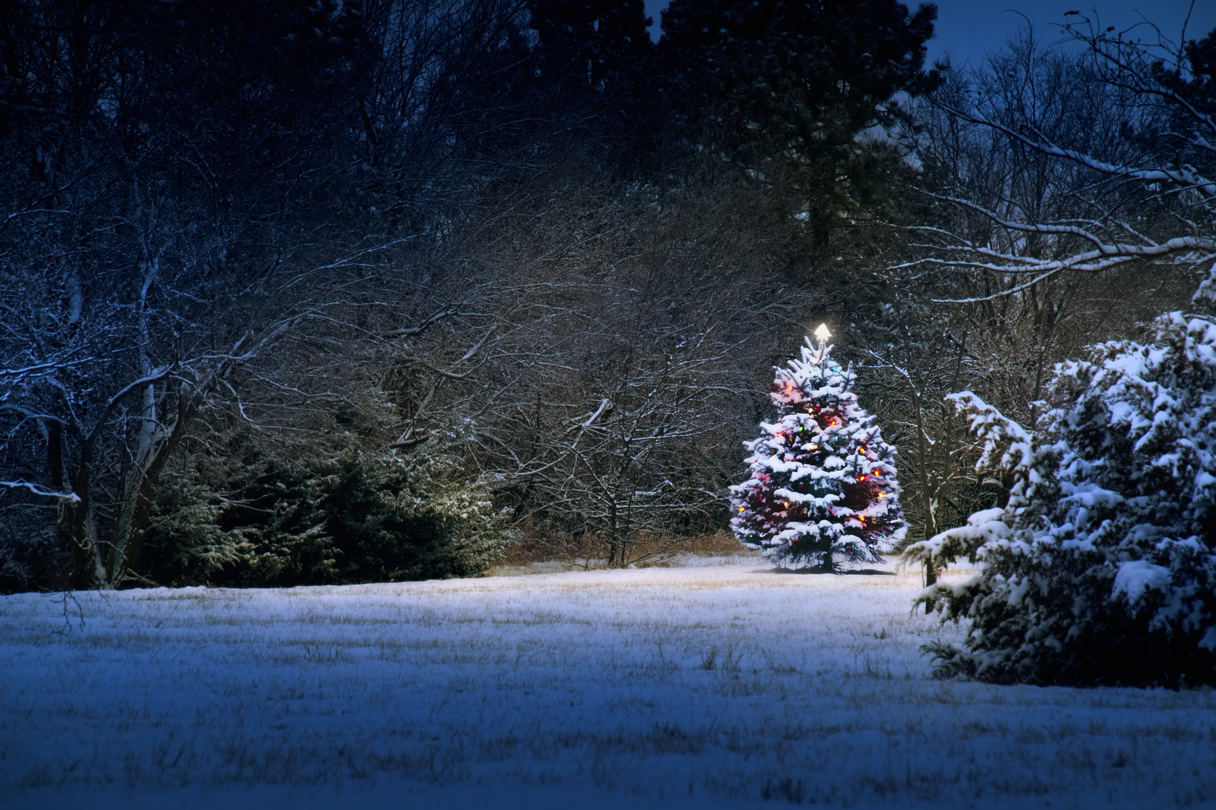 RReitmeyer_ChristmasTree at Night_MG_4031.jpg