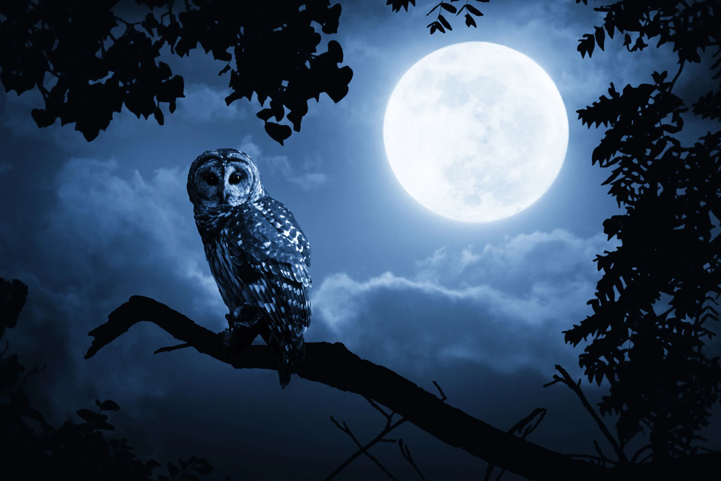 Owl-Moon-Halloween_MG_8847 9-17-13 Final.jpg