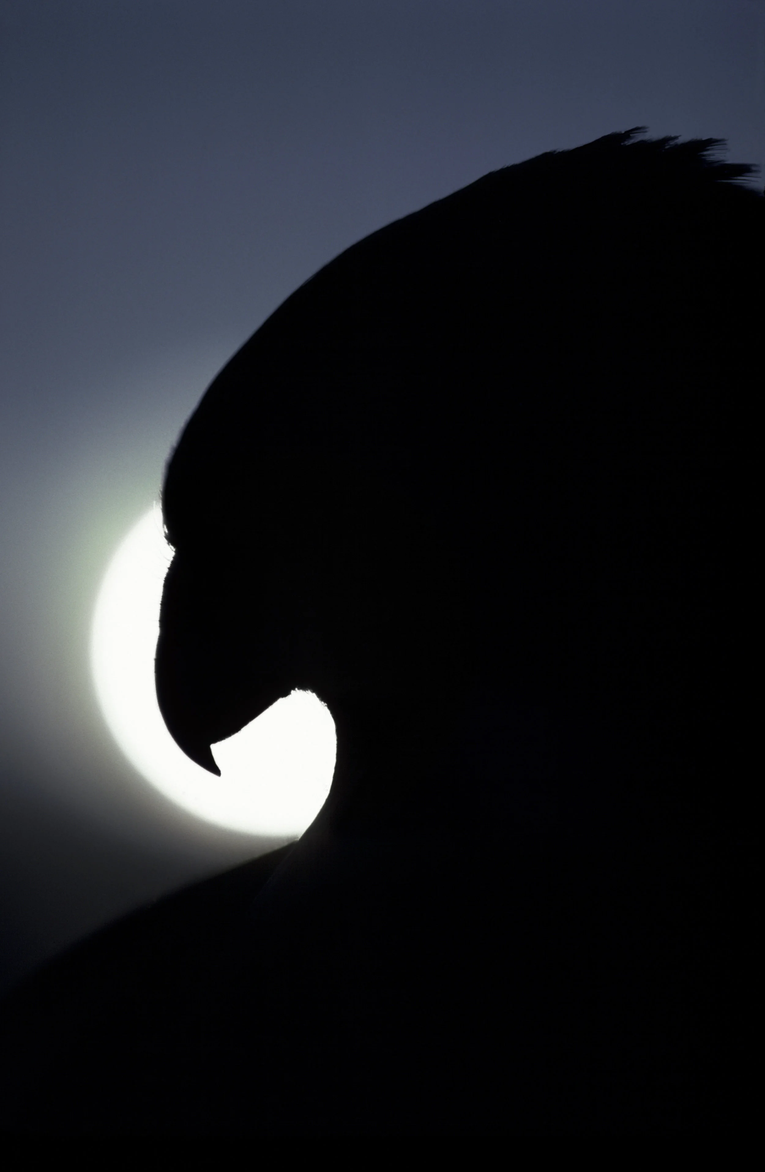 Image55  Power and Pride Reworked 11-19-08.jpg