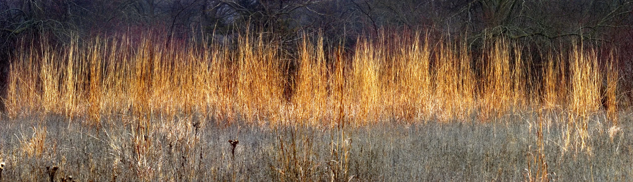 PrairieFireGrassFinal_Panoramic 1-24-09.jpg