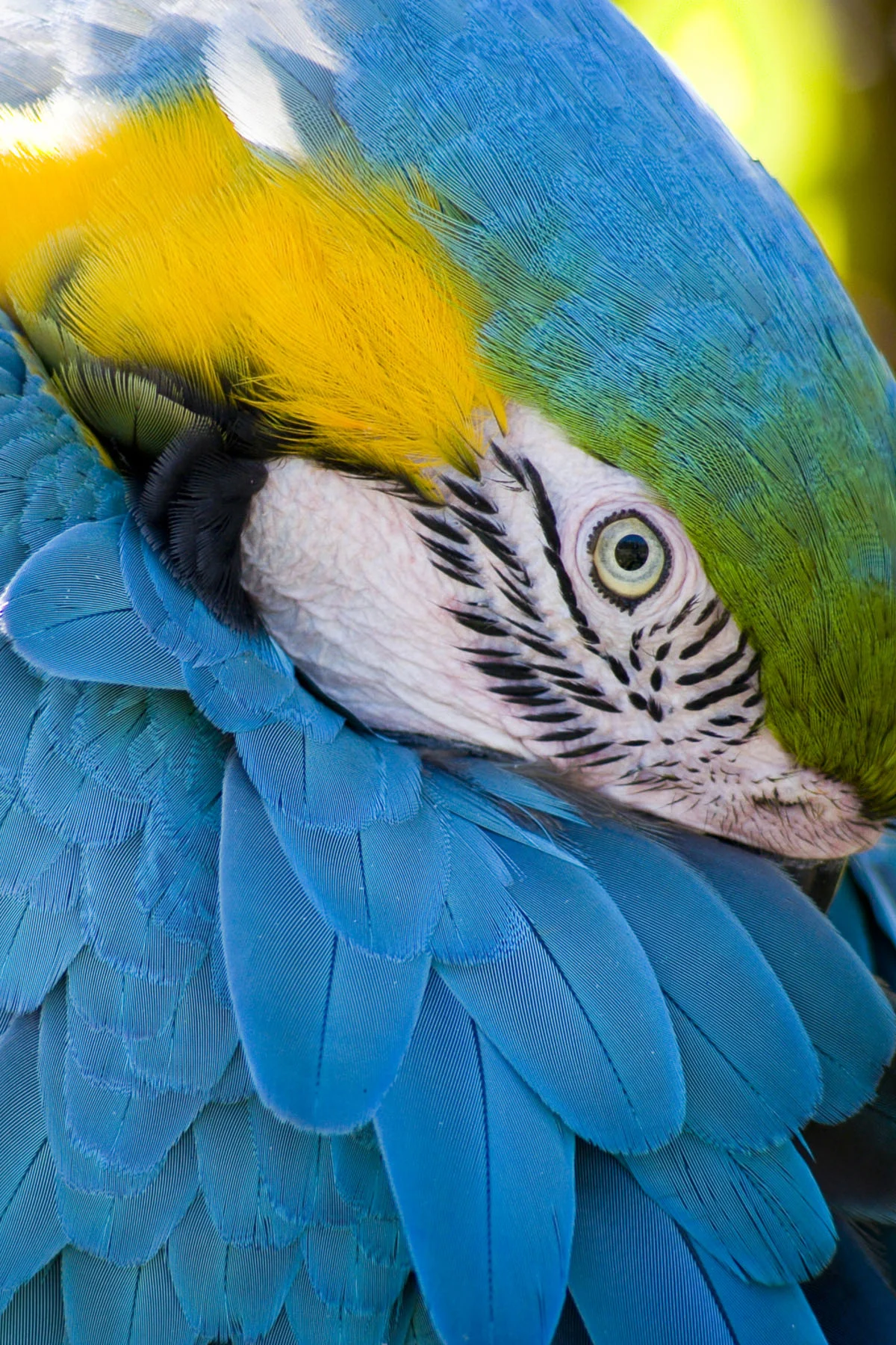 Blue_Gold_McCaw 5-10-09.jpg
