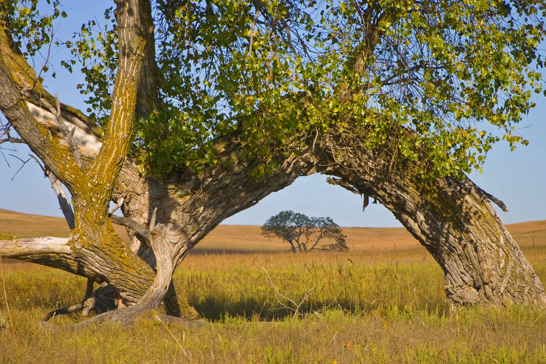 CRW_7838 Tallgrass Praire Arch.jpg