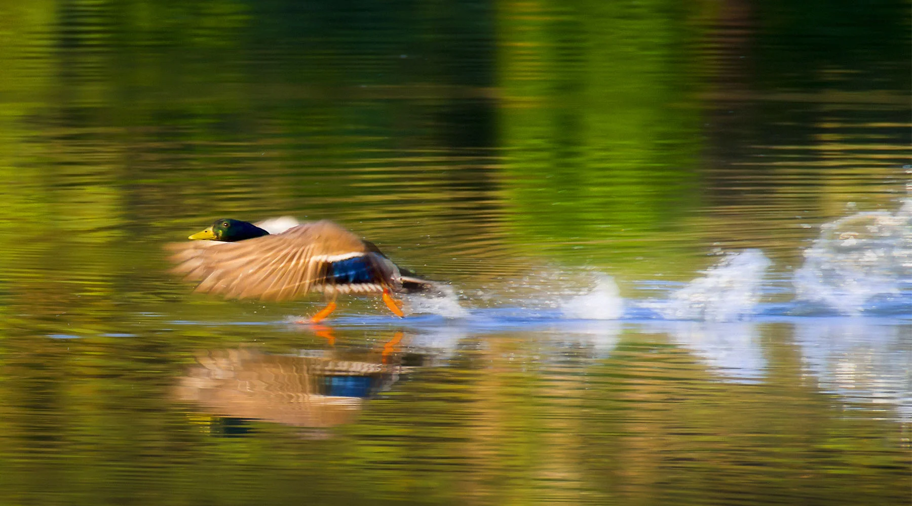 DuckTakeOffVer2_MG_1261Final.jpg