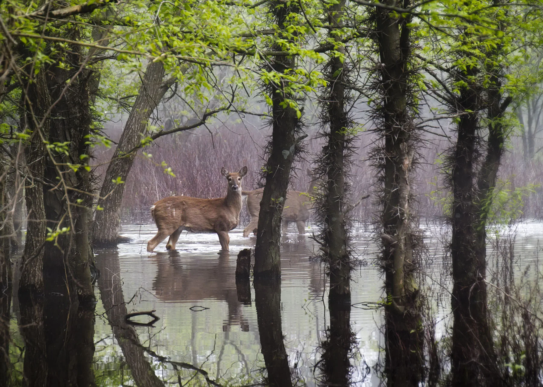 DeerFloodedMarsh_RReitmeyer_MG_6652.jpg