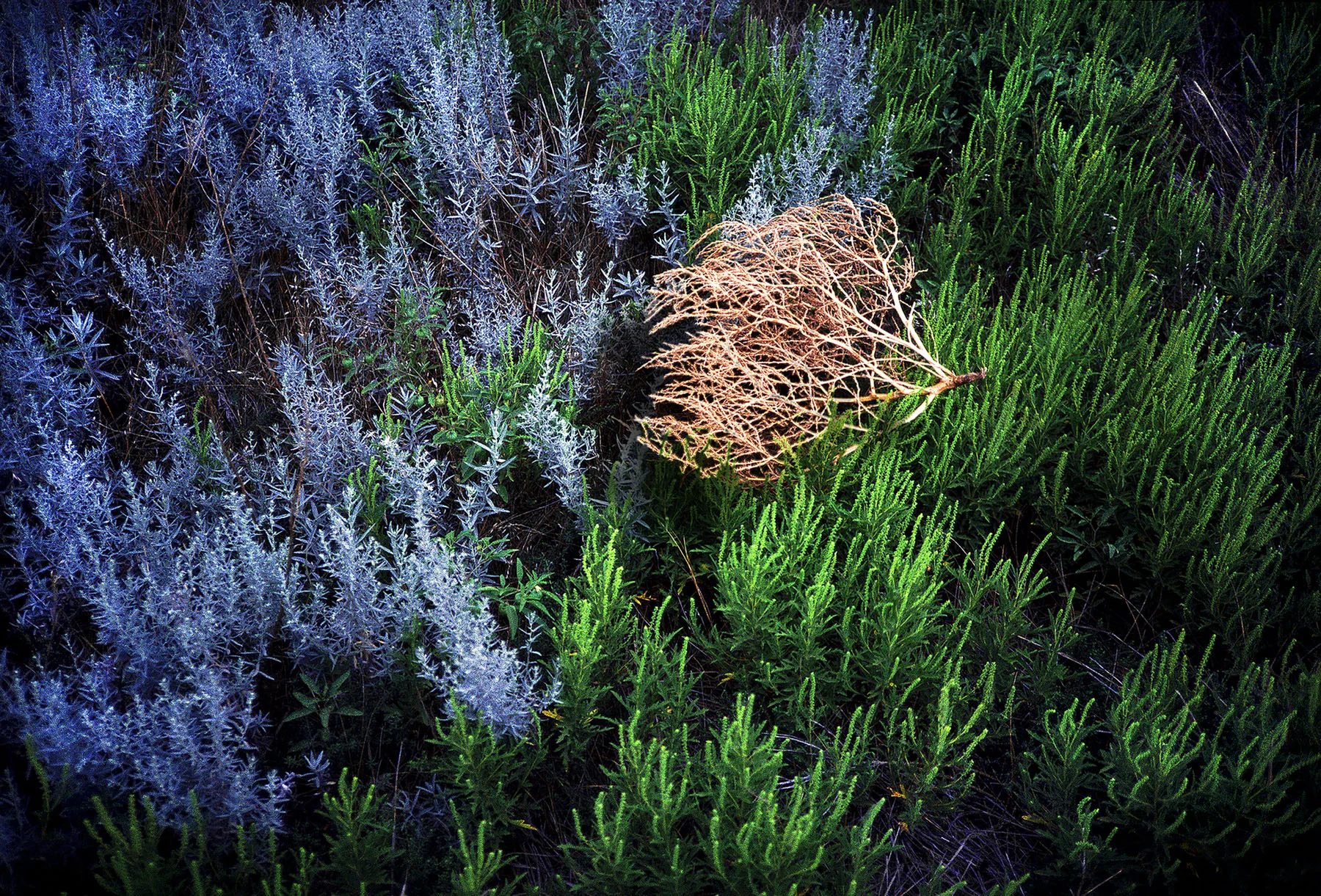 04Image33  Tumbleweed_SI.jpg