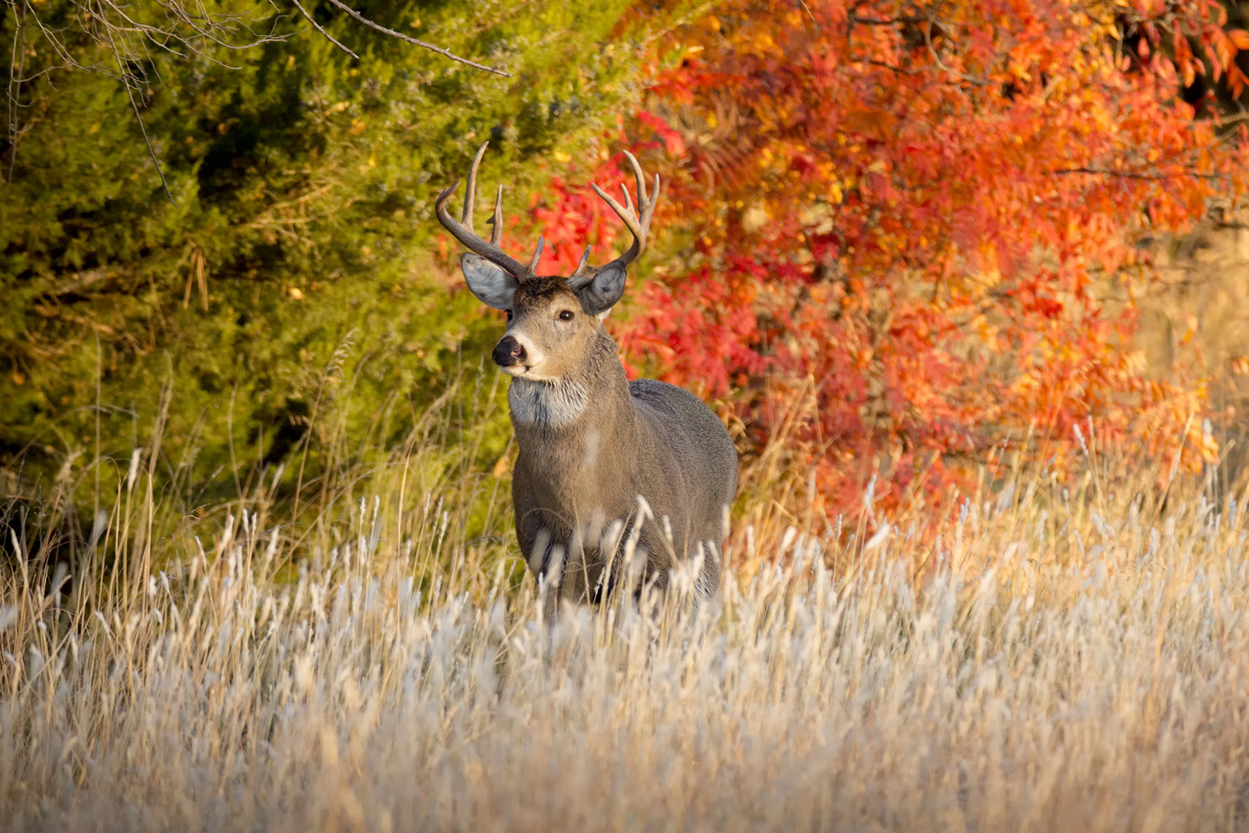 TGL_Buck_MG_6878 Cropped.jpg