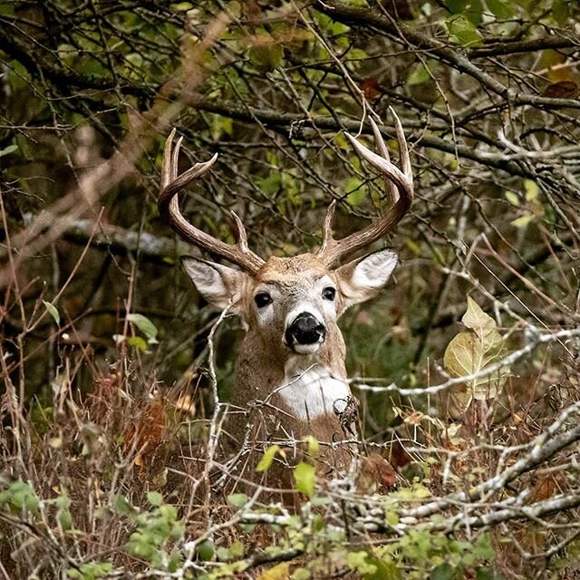 These damp, misty days are a great time to wonder the wildlife parks in #Wichita #Kansas .  The moist grasses are silent underneath your foot steps, and you can easily follow the social distancing guidelines for both people and #whitetail #deer .  Th
