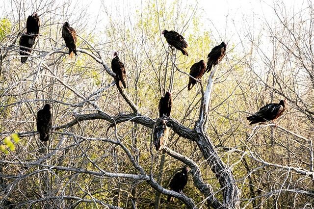 I took an early morning walk yesterday at a local wildlife park in #Wichita #Kansas . At the end of the wildlife trail I was following I was greeted by this 'friendly' group of Red Headed Turkey Vultures. Times are a bit challenging I admit but I thi