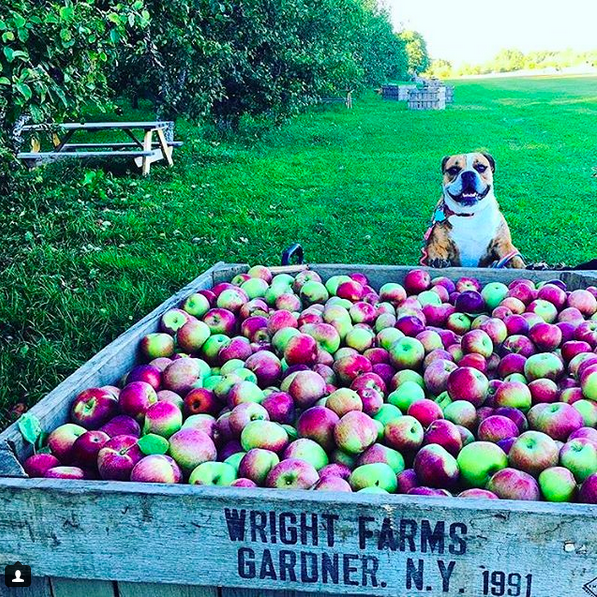 WRIGTHS dog and apple.png