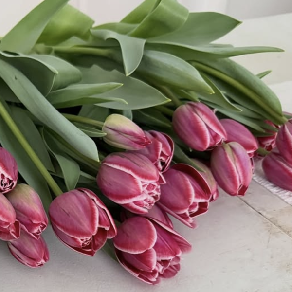 Screenshot 2026-02-25 at 11.04.37 AM.png