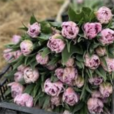Buy Pie and make Irish Stew 