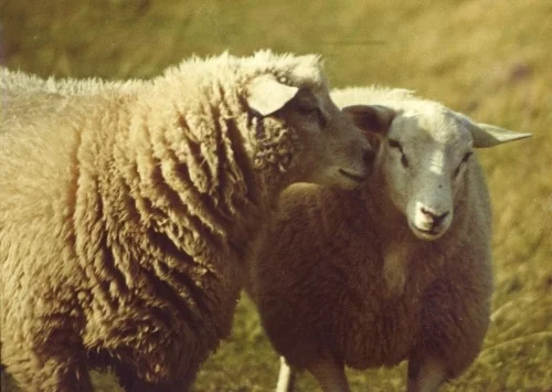 sheep.jpg