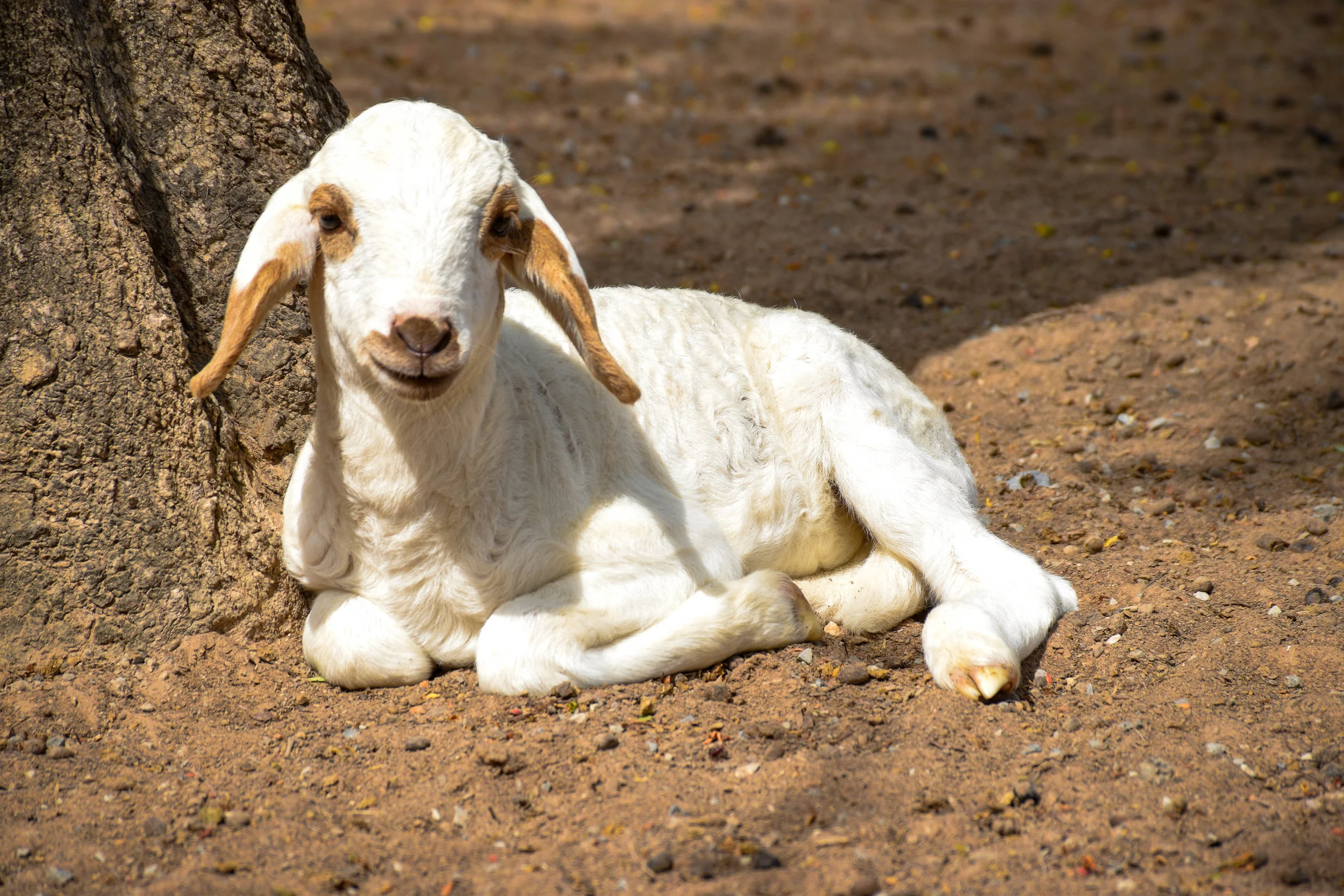 Rethinking "Mary had a little lamb"
