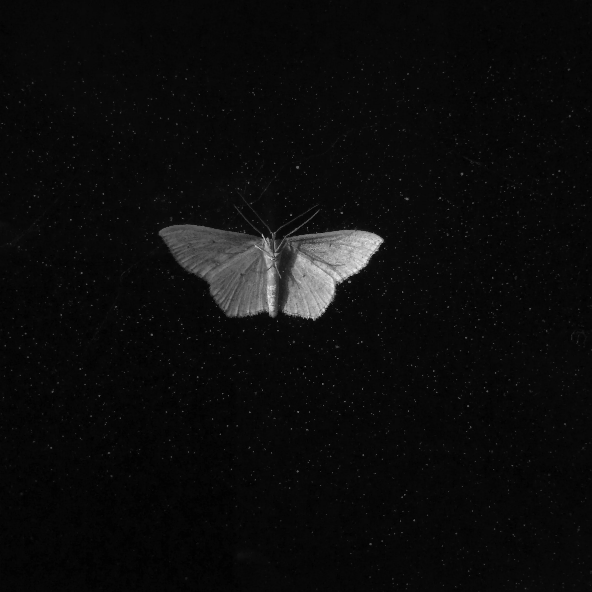 WhiteMoth.jpg