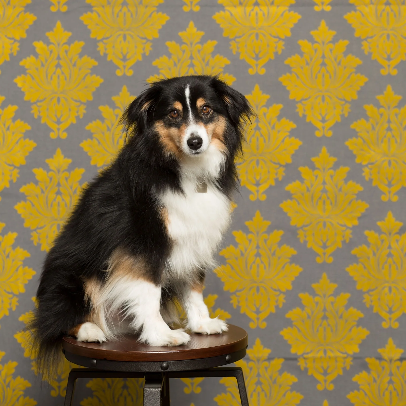 019_backdrop-rental.jpg
