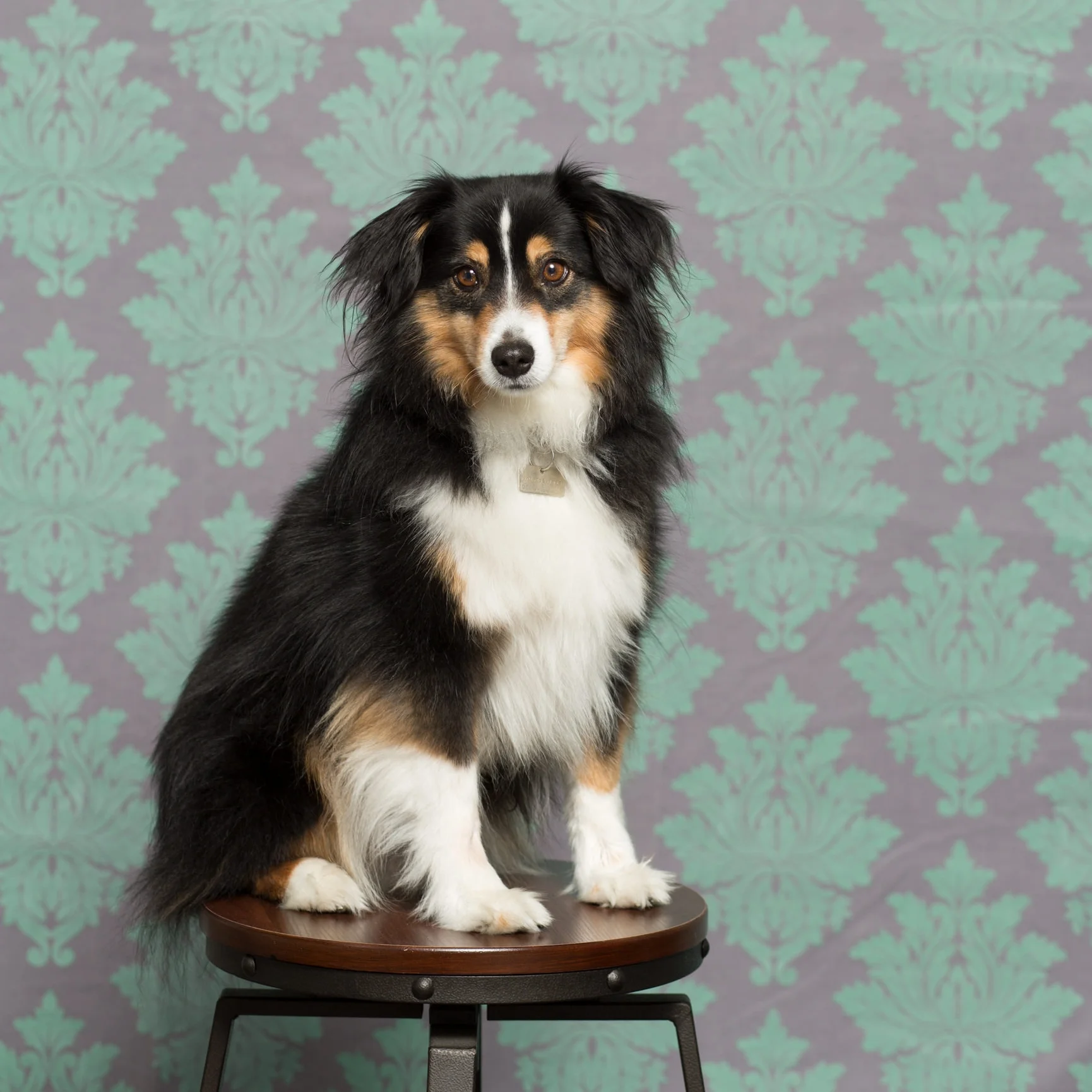 022_backdrop-rental.jpg