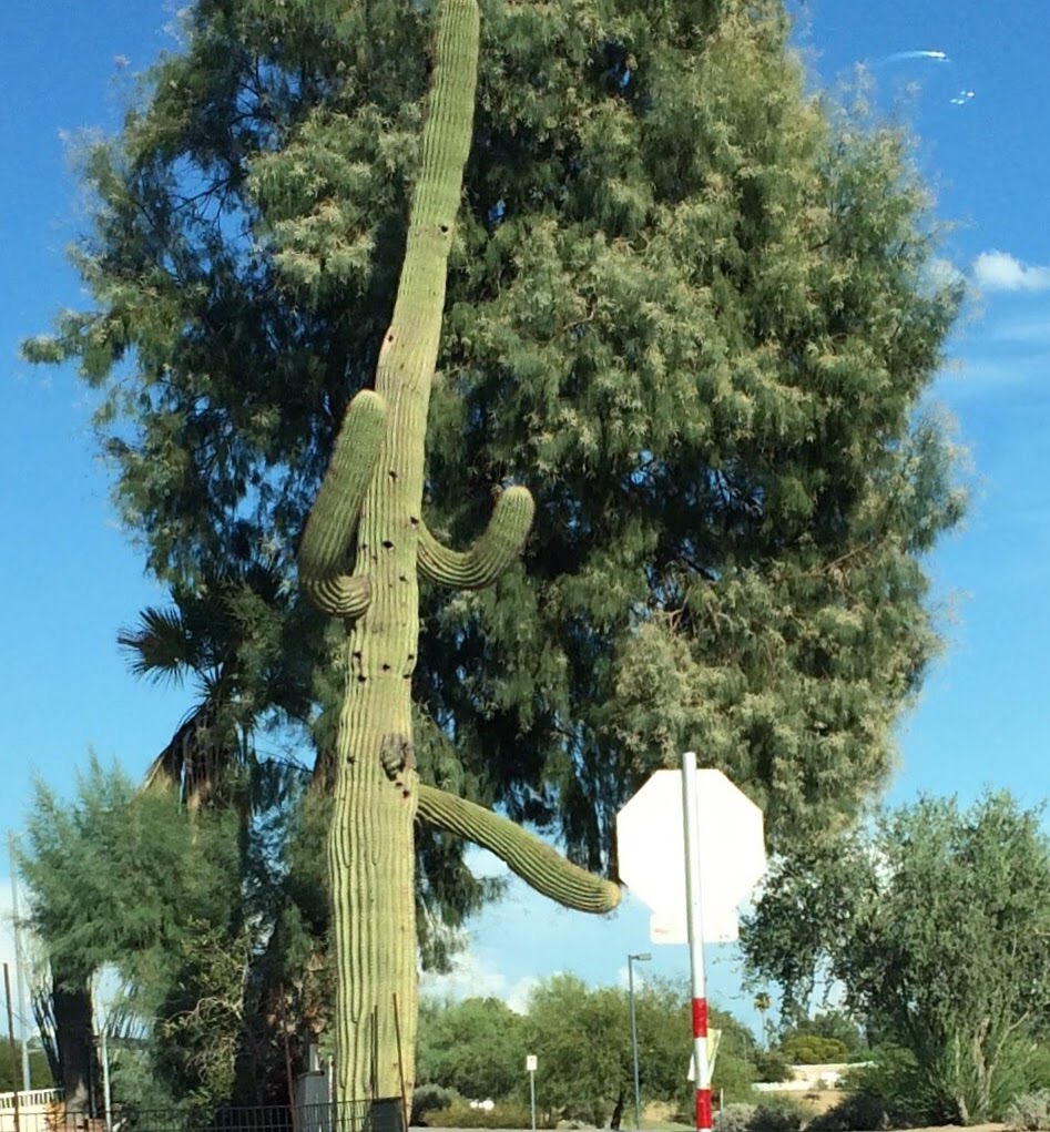 cactus.JPG