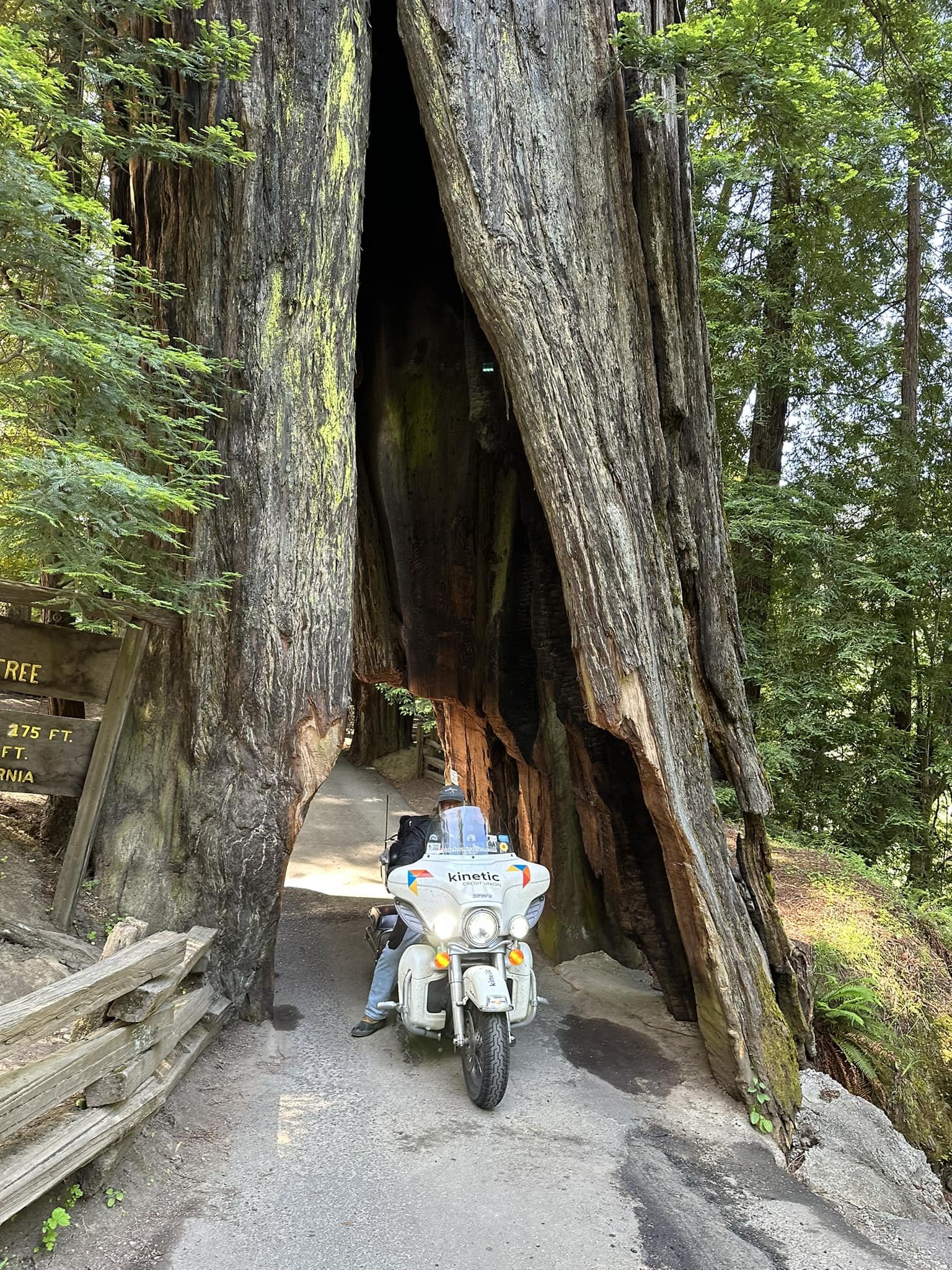 kineticbikeredwood.jpg