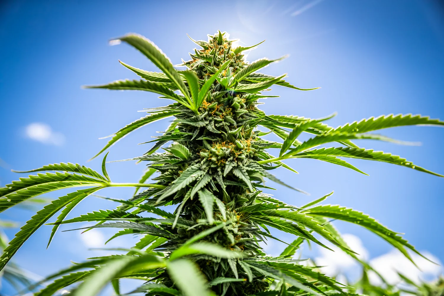 Our mission is to tell authentic and compelling visual stories that help elevate the cannabis industry. With over a decade of commercial experience and the use of state of the art portable lighting we craft images that demand the viewers attention.